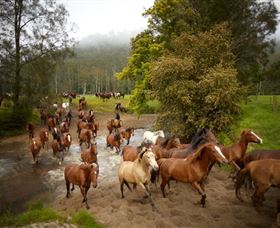 Glenworth Valley Horse Riding - Whitsundays Accommodation 0