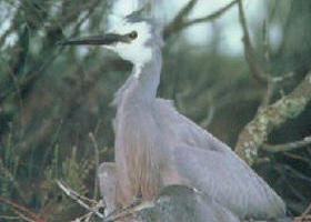 Jack Smith Lake State Game Reserve - Whitsundays Accommodation 0