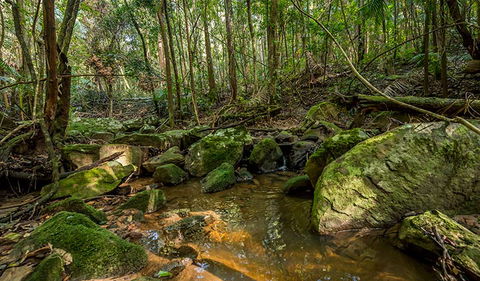 Palm Grove Nature Reserve - Whitsundays Accommodation 0