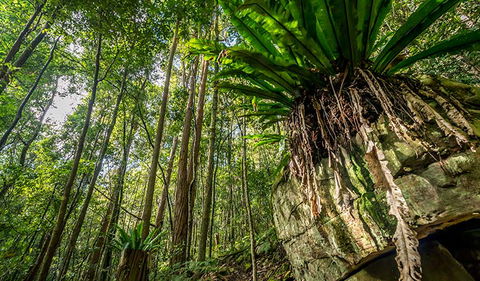 Palm Grove Nature Reserve - Whitsundays Accommodation 1