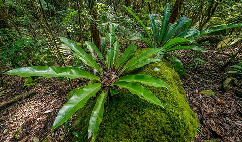 Palm Grove Nature Reserve - Whitsundays Accommodation 2