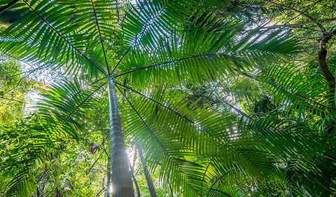 Palm Grove Nature Reserve - Whitsundays Accommodation 3