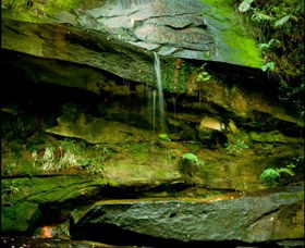 Strickland State Forest - Whitsundays Accommodation 0