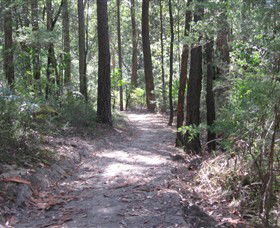Strickland State Forest - Whitsundays Accommodation 2