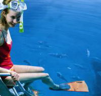 Roy Rufus Artificial Reef Dive Site - Whitsundays Accommodation