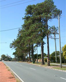 Anzac Memorial Avenue, Redcliffe - Whitsundays Accommodation 1