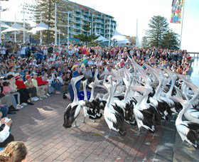 Pelican Feeding - Whitsundays Accommodation 0