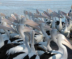 Pelican Feeding - Whitsundays Accommodation 2