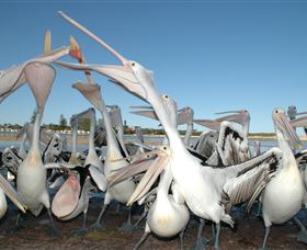 Pelican Feeding - Whitsundays Accommodation 3