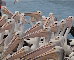 Pelican Feeding - Whitsundays Accommodation 4
