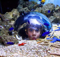 Sea Life Sunshine Coast - Whitsundays Accommodation