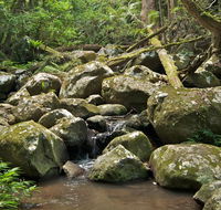 Booyong walking track - Whitsundays Accommodation