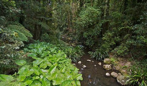 Brindle Creek Picnic Area - Whitsundays Accommodation 1
