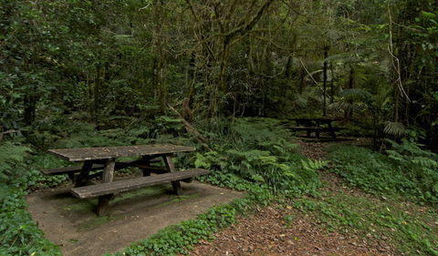 Brindle Creek Picnic Area - Whitsundays Accommodation 2