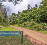 Antarctic Beech picnic area - Whitsundays Accommodation