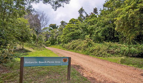 Antarctic Beech Picnic Area - Whitsundays Accommodation 0