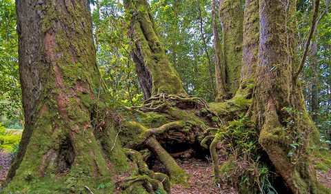 Antarctic Beech Picnic Area - Whitsundays Accommodation 3