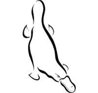 Platypus Gallery - Whitsundays Accommodation