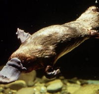 Platypus Pool - Whitsundays Accommodation