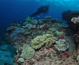 Flinders Reef Dive Site - Whitsundays Accommodation 2