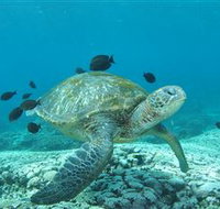 Flinders Reef Dive Site - Whitsundays Accommodation