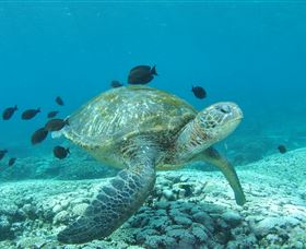 Flinders Reef Dive Site - Whitsundays Accommodation 0