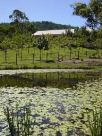 Mount Nathan Winery - Whitsundays Accommodation 2
