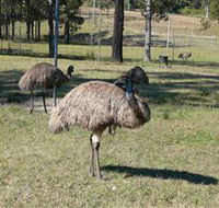 Glen Ian Ostrich and Emu Farm - Whitsundays Accommodation