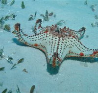 The Pines Dive Site - Whitsundays Accommodation