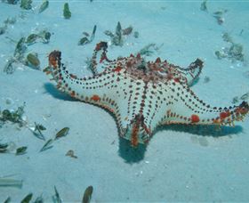 The Pines Dive Site - Whitsundays Accommodation 0