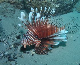 The Pines Dive Site - Whitsundays Accommodation 1