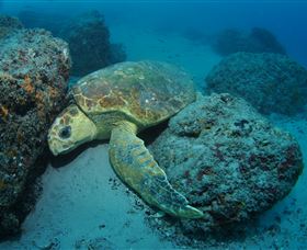 The Pines Dive Site - Whitsundays Accommodation 3