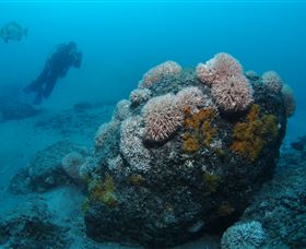 The Pines Dive Site - Whitsundays Accommodation 2