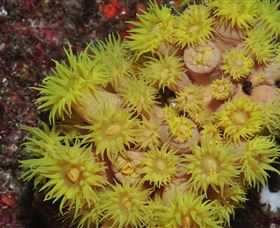 Gotham City Dive Site - Whitsundays Accommodation 2