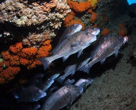 Gotham City Dive Site - Whitsundays Accommodation 3