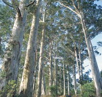 The Great Forest Trees Drive - Whitsundays Accommodation
