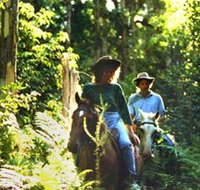 Clarendon Forest Retreat Horse Riding - Whitsundays Accommodation