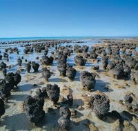 Hamelin Pool Stromatolites - Whitsundays Accommodation