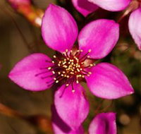 Flora - Whitsundays Accommodation