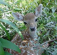Mesopotamia Lodge Deer Park - Whitsundays Accommodation