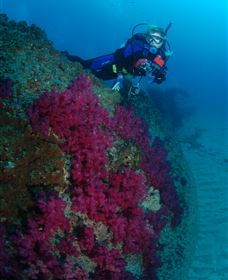 Aarhus Dive Site - Whitsundays Accommodation 2