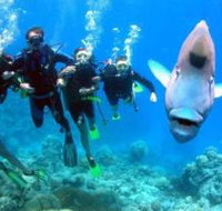 Henderson's Rock Dive Site - Whitsundays Accommodation