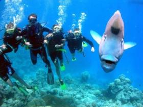 Henderson's Rock Dive Site - Whitsundays Accommodation 0