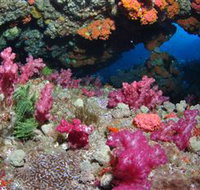 Cherubs Cave Dive Site - Whitsundays Accommodation