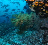 Henderson Rock Dive Site - Whitsundays Accommodation