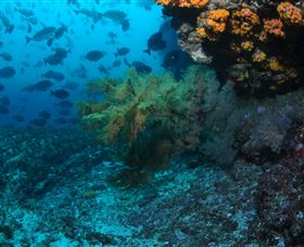 Henderson Rock Dive Site - Whitsundays Accommodation 0