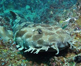 Henderson Rock Dive Site - Whitsundays Accommodation 2