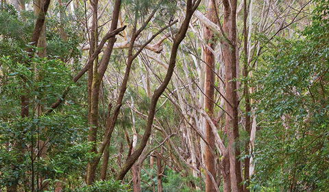 Ulidarra National Park - Whitsundays Accommodation 1