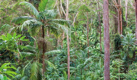 Ulidarra National Park - Whitsundays Accommodation 3