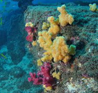 Shag Rock Dive Site - Whitsundays Accommodation